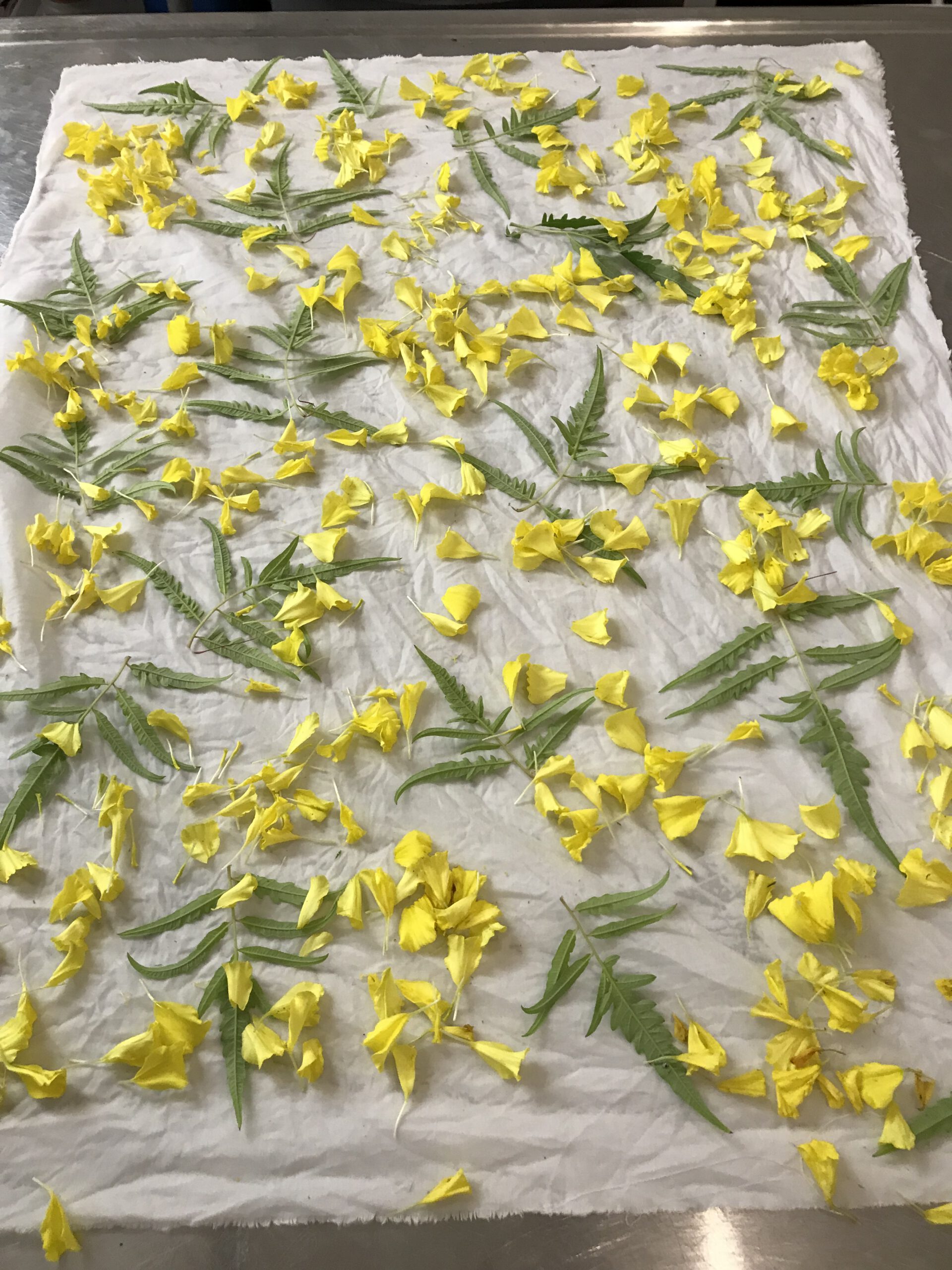 yellow flowers laid out onto a white cotton fabric